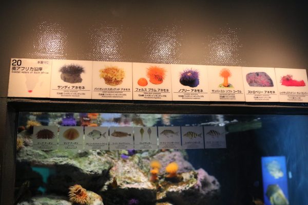 54%OFF!】 新品未使用 東京シーライフパーク 葛西臨海水族館 オリジナル ハンカチ 魚