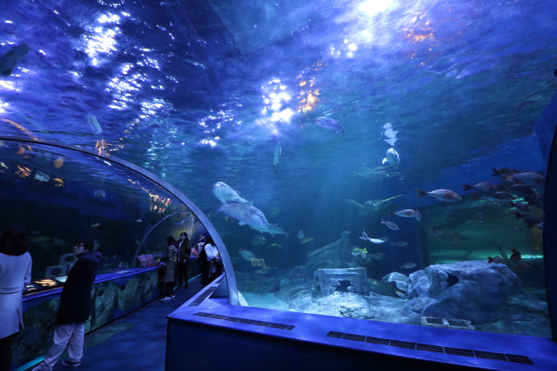 しながわ水族館完全ガイド｜見どころ・お土産・アクセス・割引情報 | 水族館.com