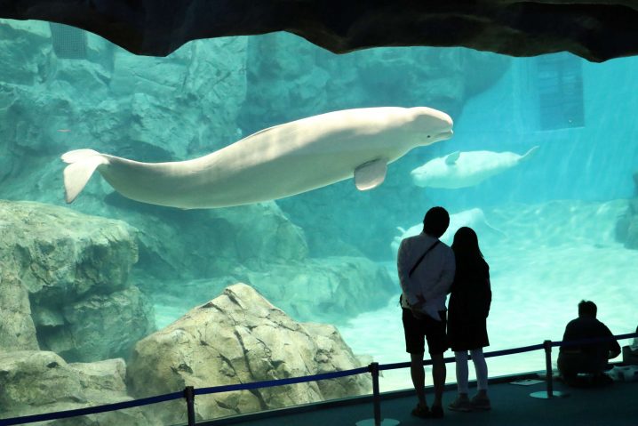 クジラが見られる日本の水族館まとめ 見られるクジラの種類も徹底解説 水族館 Com