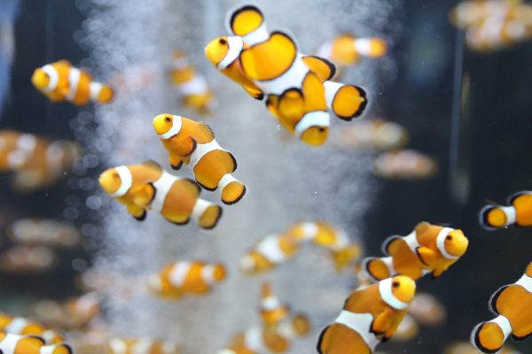 水族館専門ライターが選ぶ関東のオススメ水族館 厳選１０館 見どころ 比較 所要時間 水族館 Com