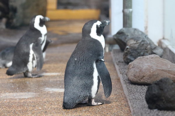 フンボルトペンギンが見られる水族館一覧と種類の見分け方 水族館 Com