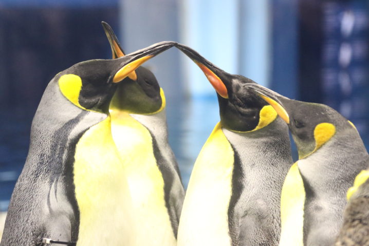 オウサマペンギン キングペンギン が見られる水族館一覧と種類の見分け方 水族館 Com