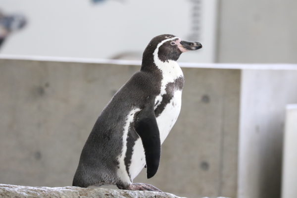 マゼランペンギンが見られる水族館一覧と種類の見分け方 水族館 Com