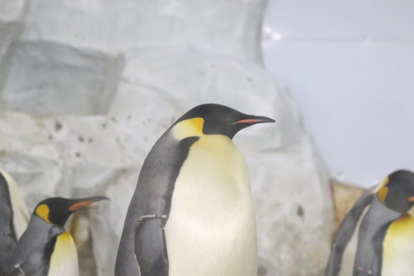 オウサマペンギン キングペンギン が見られる水族館一覧と種類の見分け方 水族館 Com
