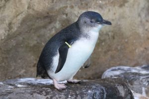 アデリーペンギンが見られる水族館一覧と種類の見分け方 水族館 Com
