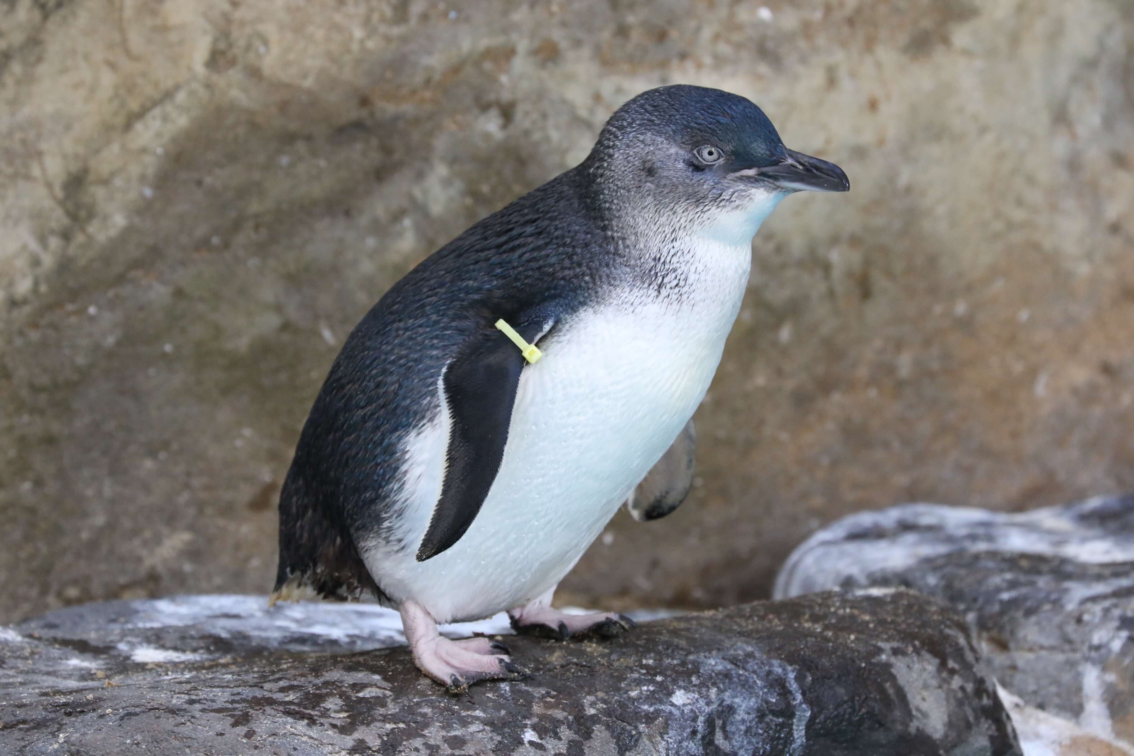 コガタペンギン フェアリーペンギン が見られる水族館一覧と種類の見分け方 水族館 Com