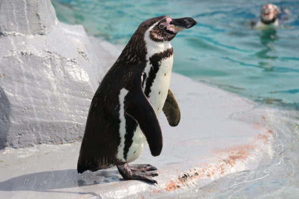 フンボルトペンギンが見られる水族館一覧と種類の見分け方 水族館 Com