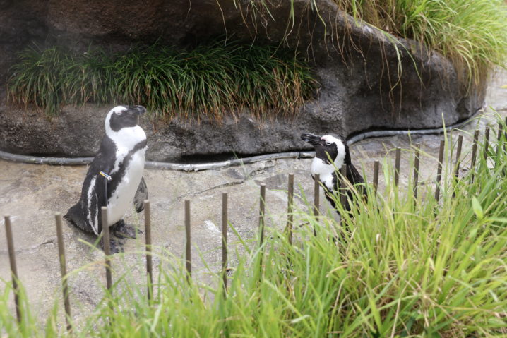 ケープペンギンが見られる水族館一覧と種類の見分け方 水族館 Com