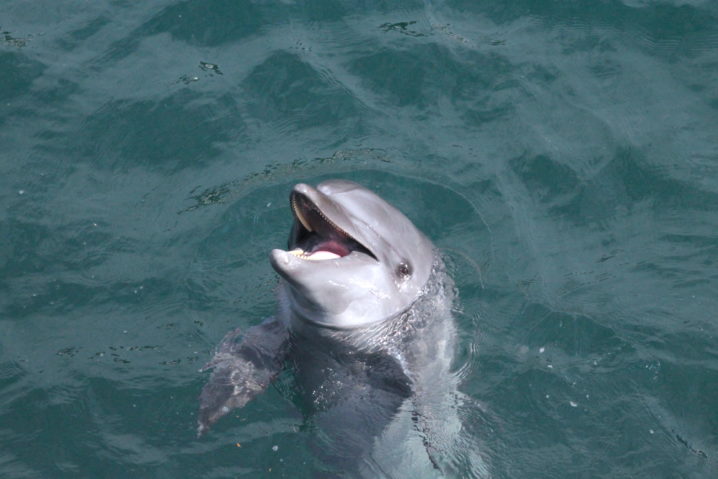 イルカのいる日本の水族館まとめ 見られるイルカの種類も解説 水族館 Com