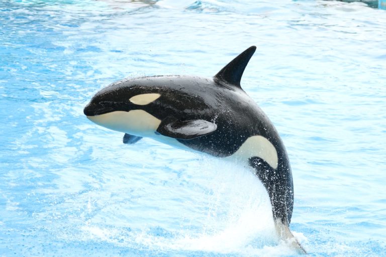 シャチが見られる水族館一覧と種類の見分け方 | 水族館.com