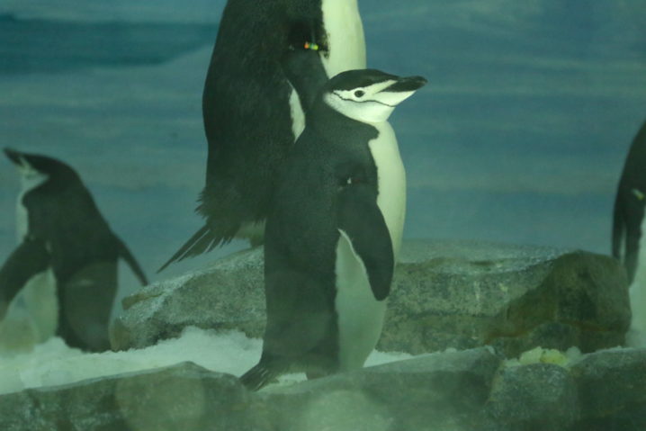 ヒゲペンギンが見られる水族館一覧と種類の見分け方 水族館 Com