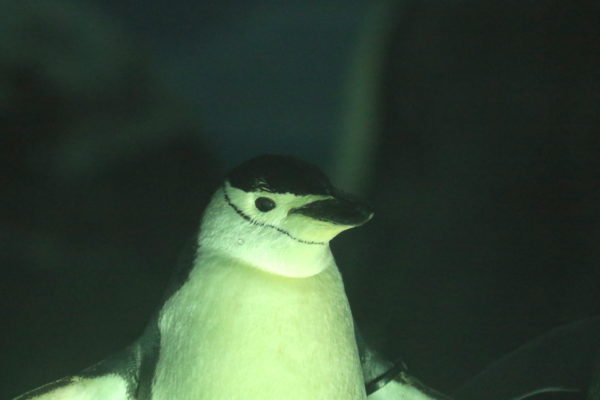 ヒゲペンギンが見られる水族館一覧と種類の見分け方 水族館 Com