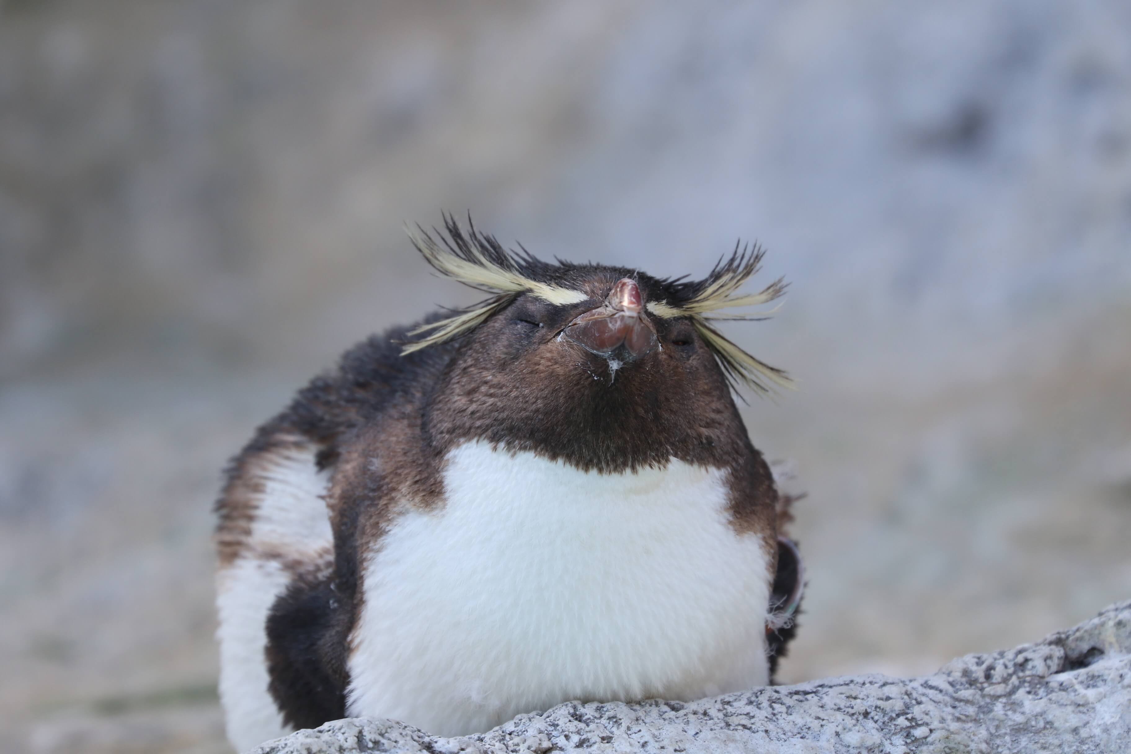 ペンギン ヒゲ