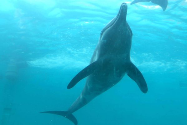 超希少種 シワハイルカ 頭骨 標本 海棲生物 いるか イルカ