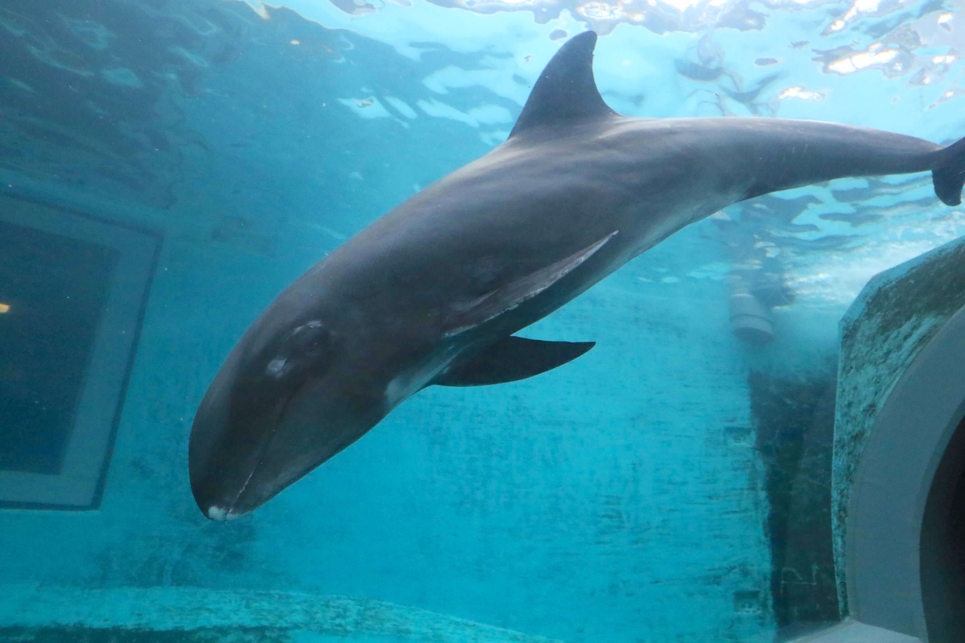 カズハゴンドウが見られる水族館の一覧と特徴 見分け方 水族館 Com