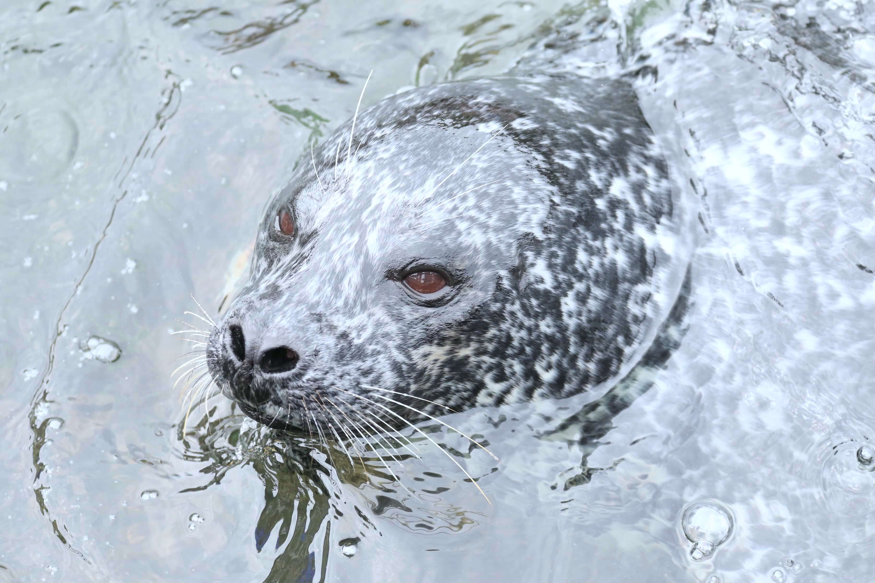 ゼニガタアザラシが見られる水族館一覧｜写真で分かる簡単な特徴 | 水族館.com