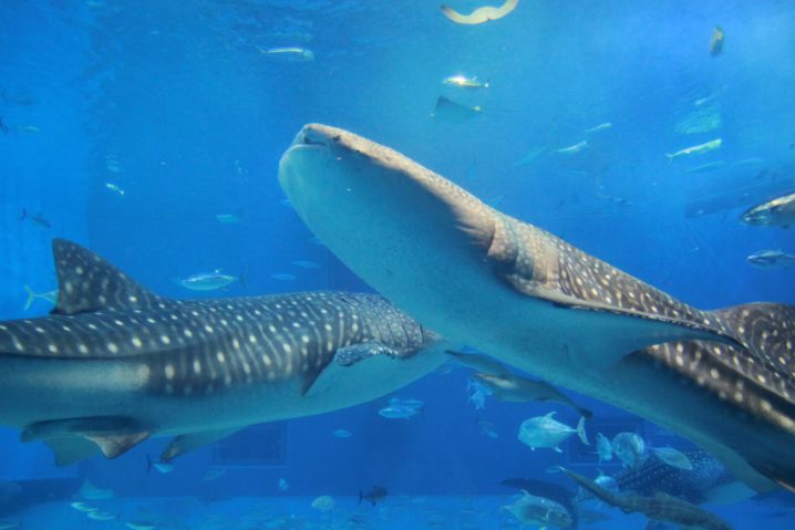  水族館.com Bildidee 