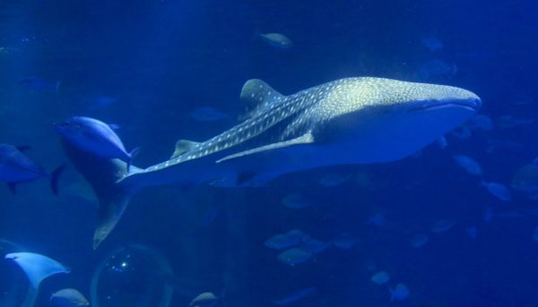 ジンベエザメのいる水族館｜地域別・各水族館の概要も紹介 | 水族館.com