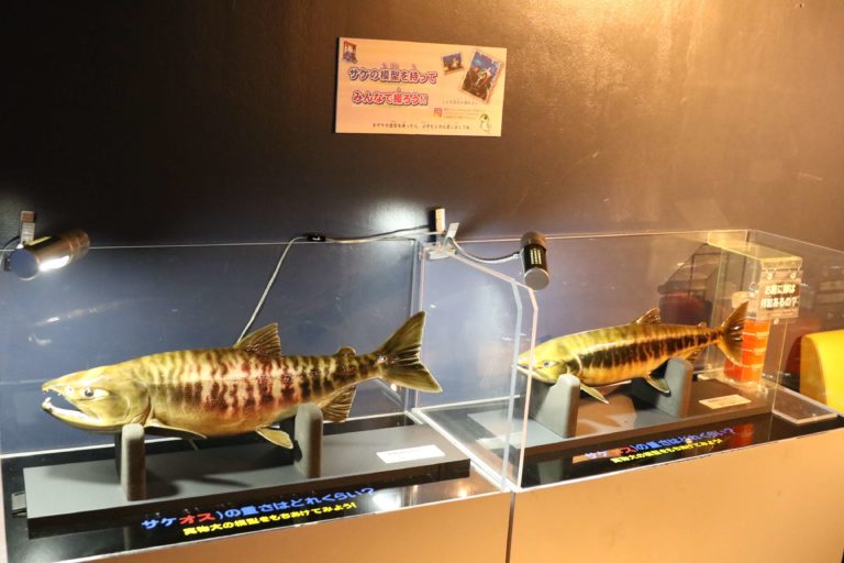 サケのふるさと千歳水族館の見どころ徹底解説！｜所要時間・お土産・レストラン