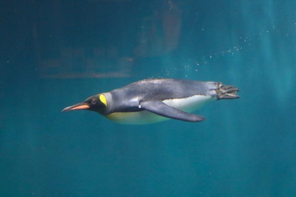 長崎ペンギン水族館の見どころ徹底解説 所要時間 お土産 アクセス 水族館 Com