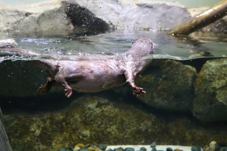 カワウソのいる日本の水族館まとめ|見られるカワウソの種類も解説! | 水族館.com
