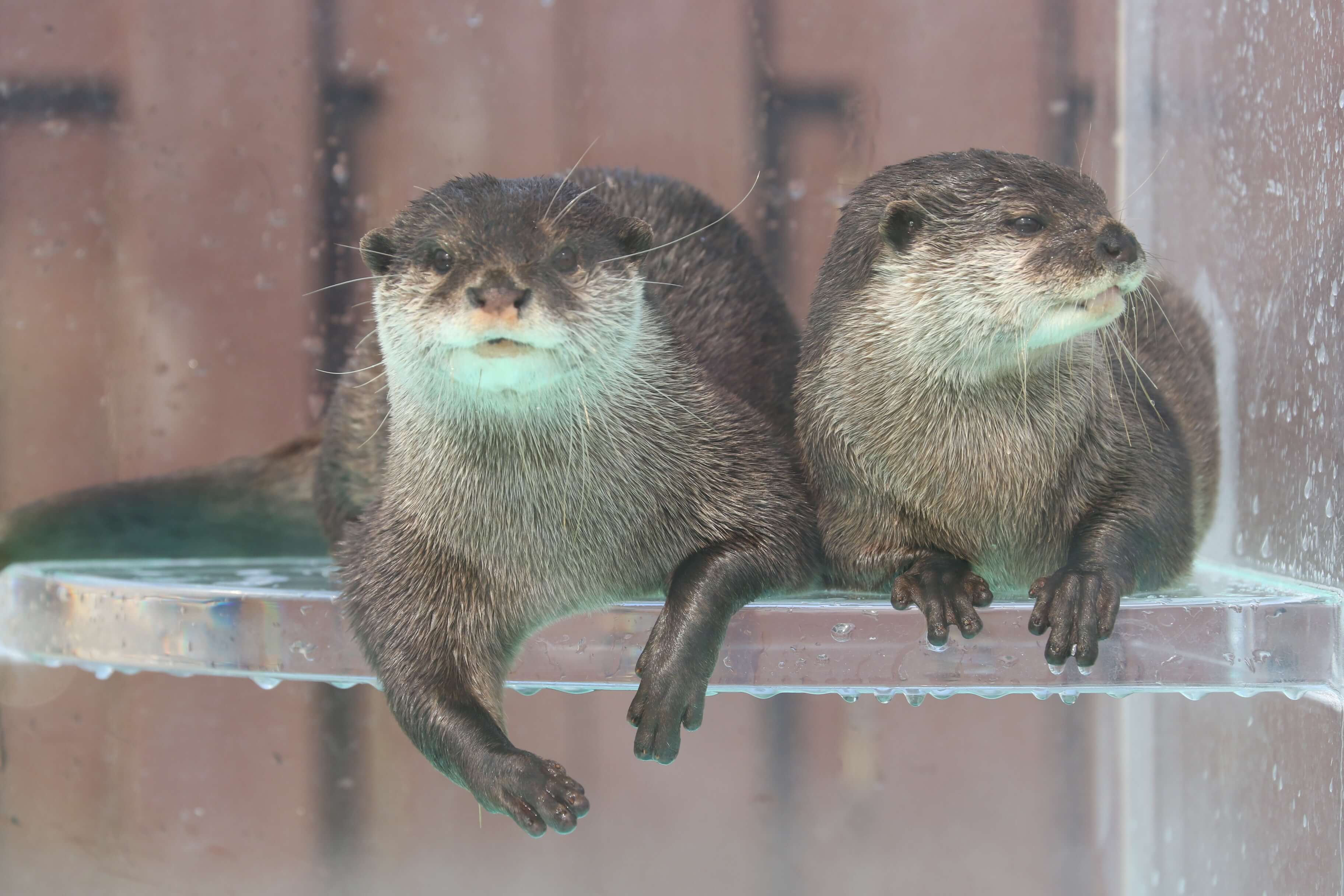 カワウソのいる日本の水族館まとめ｜見られるカワウソの種類も解説