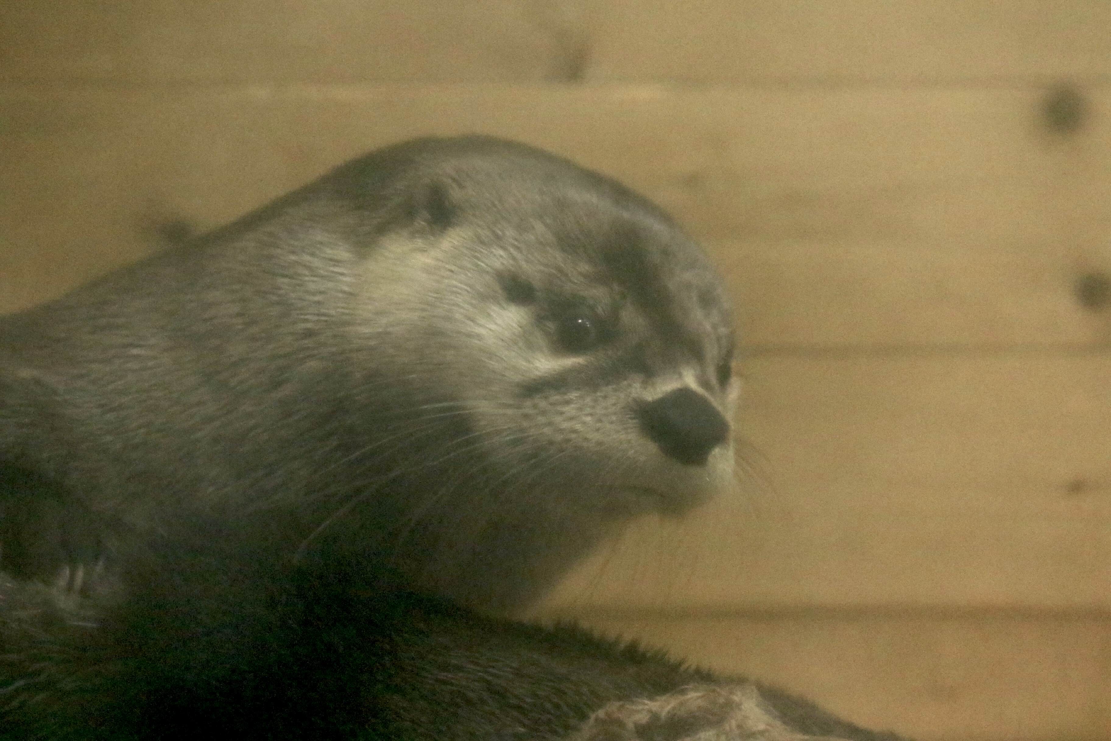 高品質！ カナダカワウソの毛皮 1点もの ペットで人気の